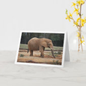 Portret van Afrikaanse olifant Kaart (Gele Bloem)