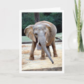 Portret van Afrikaanse olifant Kaart (Voorkant)