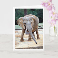 Portret van Afrikaanse olifant