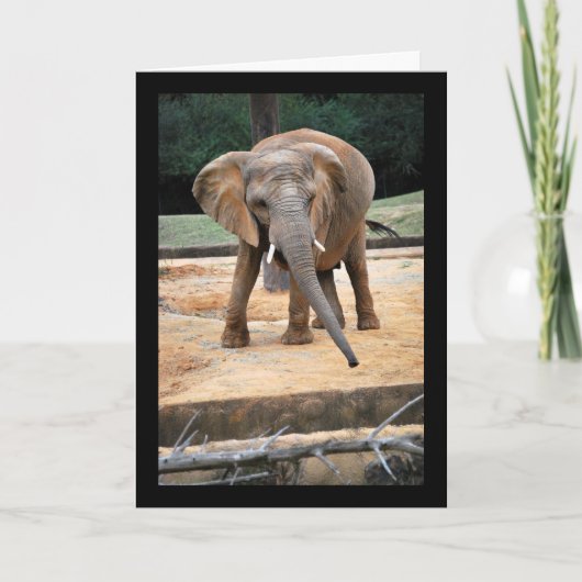 Portret van Afrikaanse Olifant Kaart (Voorkant)