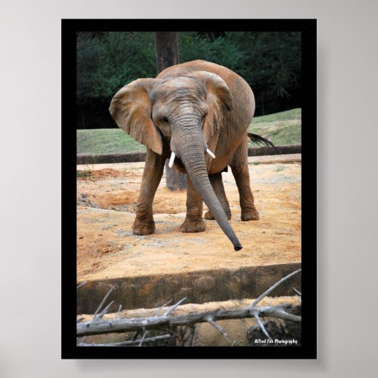 Portret van Afrikaanse Olifant Poster (Voorkant)