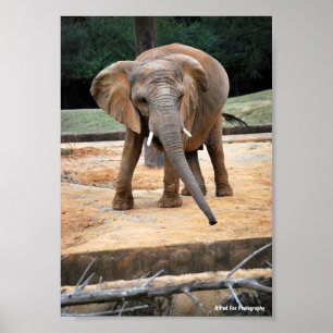 Portret van Afrikaanse Olifant Poster