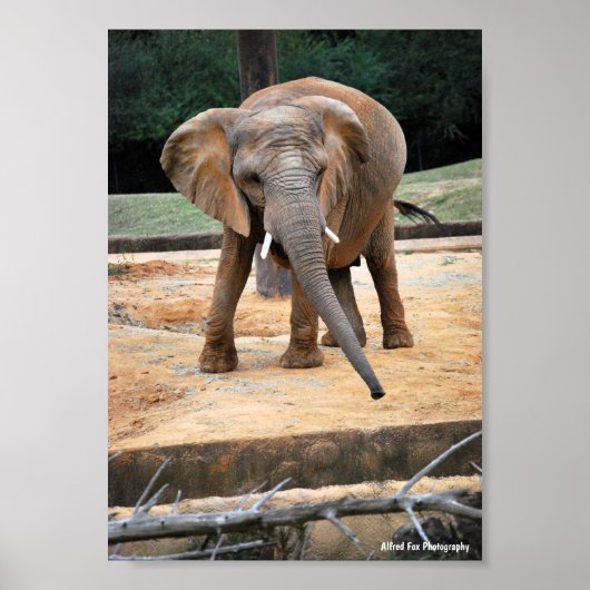 Portret van Afrikaanse Olifant Poster (Voorkant)