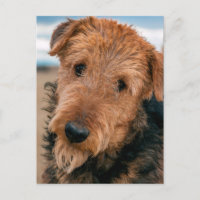 Portret van Airedale Terrier 2