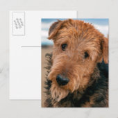 Portret van Airedale Terrier 2 Briefkaart (Voorkant / Achterkant)