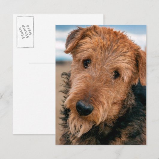 Portret van Airedale Terrier 2 Briefkaart (Voorkant / Achterkant)
