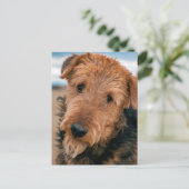 Portret van Airedale Terrier 2 Briefkaart (Staand voorkant)