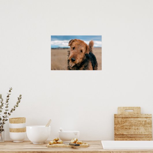 Portret van Airedale Terrier 2 Poster (Keuken)