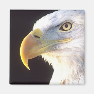 Portret van Amerikaanse Zeearend, Haliaeetus leuco Magneet