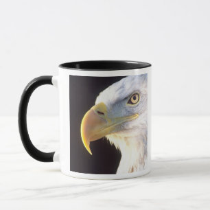 Portret van Amerikaanse Zeearend, Haliaeetus leuco Mok