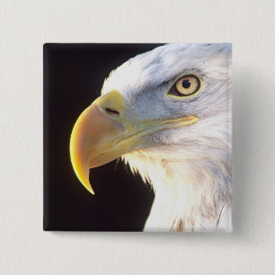 Portret van Amerikaanse zeearend, Haliaeetus leuco Vierkante Button 5,1 Cm