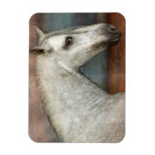 Portret van apple Gray Andalusië Magneet (Verticaal)