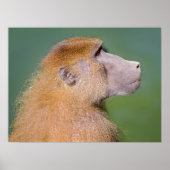 Portret van baboon poster (Voorkant)