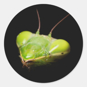 Portret van bidsprinkhaankreeft ronde sticker