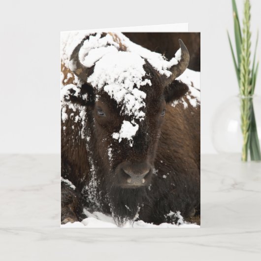 Portret van Bison in sneeuw Feestdagen Kaart (Voorkant)