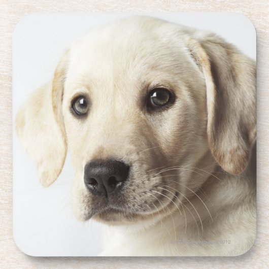 Portret van blond Labrador Retriever Puppy Bier Onderzetter (Voorkant)