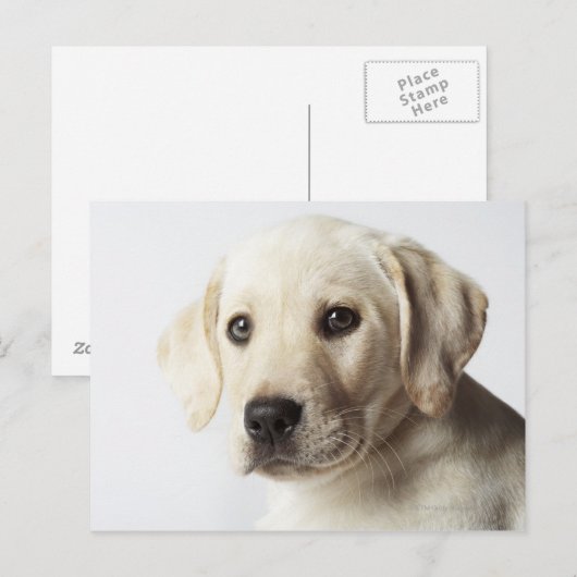 Portret van blond Labrador Retriever Puppy Briefkaart (Voorkant / Achterkant)