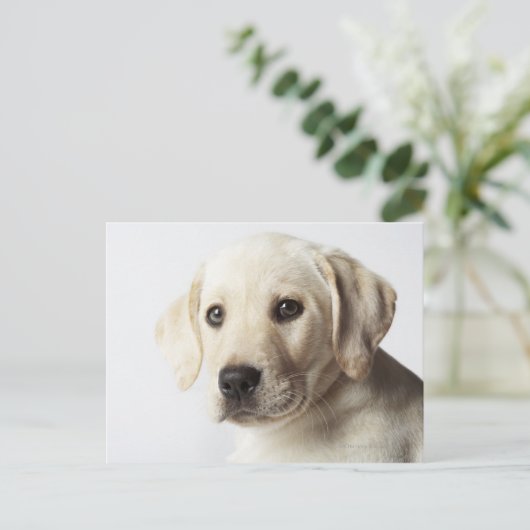 Portret van blond Labrador Retriever Puppy Briefkaart (Staand voorkant)