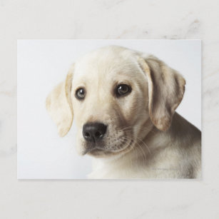 Portret van blond Labrador Retriever Puppy Briefkaart