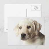 Portret van blond Labrador Retriever Puppy Briefkaart (Voorkant / Achterkant)