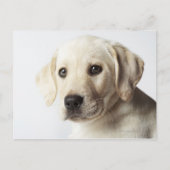 Portret van blond Labrador Retriever Puppy Briefkaart (Voorkant)