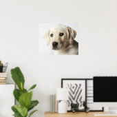 Portret van blond Labrador Retriever Puppy Poster (Thuiskantoor)