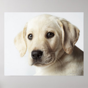 Portret van blond Labrador Retriever Puppy Poster