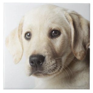 Portret van blond Labrador Retriever Puppy Tegeltje