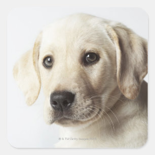 Portret van blond Labrador Retriever Puppy Vierkante Sticker