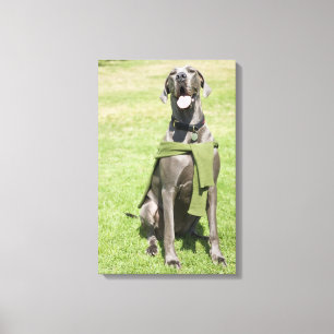 Portret van Blue Great Dane Canvas Afdruk