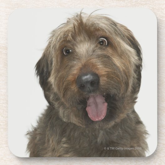 Portret van Briard-hond Bier Onderzetter (Voorkant)