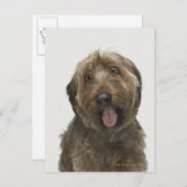 Portret van Briard-hond Briefkaart (Voorkant / Achterkant)