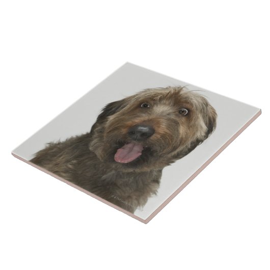 Portret van Briard-hond Tegeltje (Zijkant)