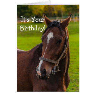 Portret van bruin paard