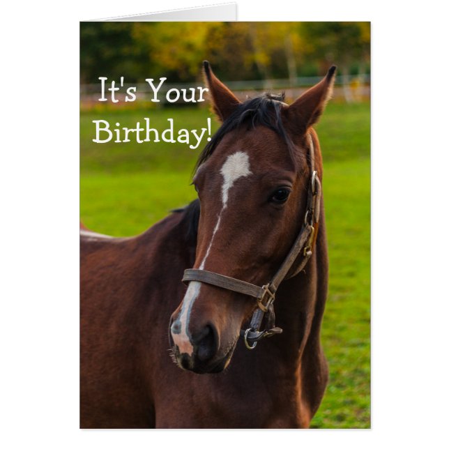 Portret van bruin paard (Voorkant)