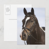 portret van bruin paard briefkaart (Voorkant / Achterkant)