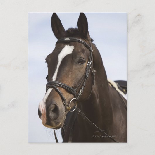 portret van bruin paard briefkaart (Voorkant)