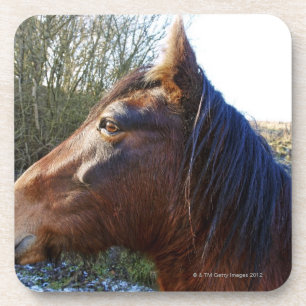 Portret van bruin paard op de koude dag die in bier onderzetter