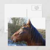 Portret van bruin paard op de koude dag die in briefkaart (Voorkant / Achterkant)