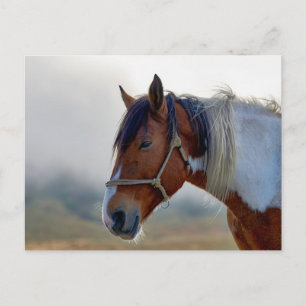 Portret van bruine en witte Pinto paard Briefkaart