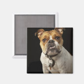 Portret van bruine en witte stierenhond met halsba magneet (Voorkant / Achterkant)