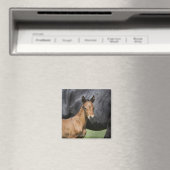 portret van bruinveulens magneet (Insitu (Vaatwasser))