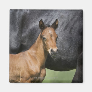 portret van bruinveulens magneet