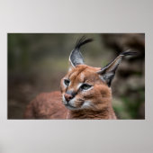 Portret van Caracal Poster (Voorkant)