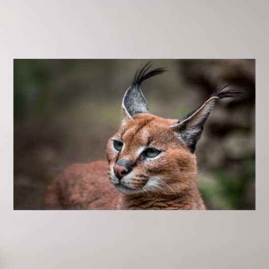 Portret van Caracal Poster (Voorkant)