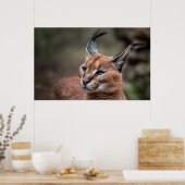 Portret van Caracal Poster (Keuken)