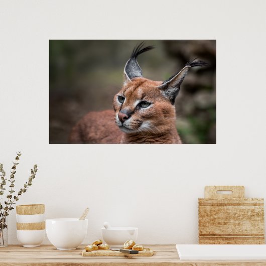 Portret van Caracal Poster (Keuken)