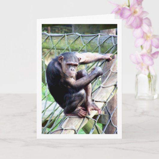 Portret van chimpansee kaart (Orchidee)