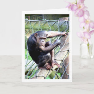 Portret van chimpansee kaart