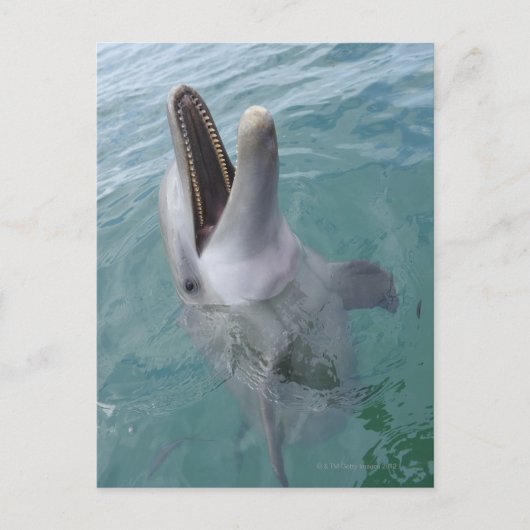 Portret van Common Bottlenose Dolphin, Caribisch g Briefkaart (Voorkant)